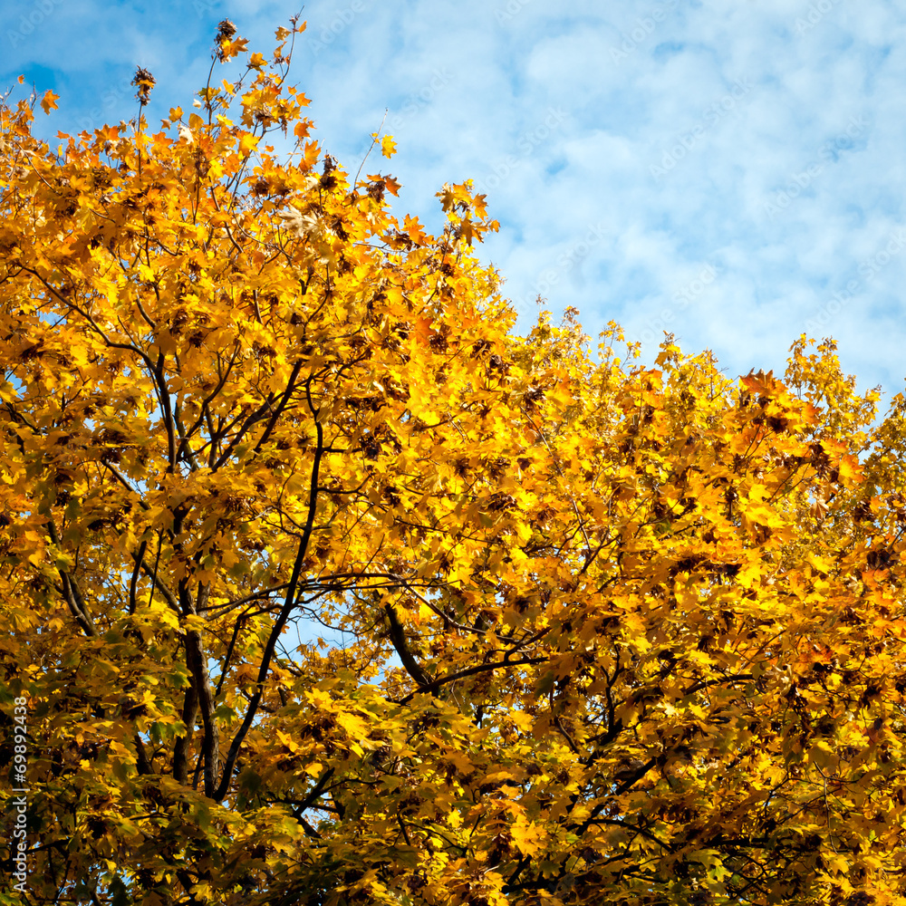 Fototapeta premium Autumn trees background.