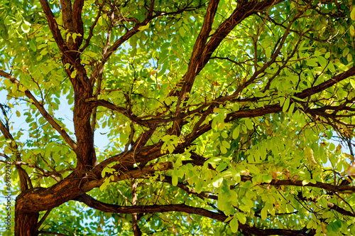 Locust tree close-up background. © adistock