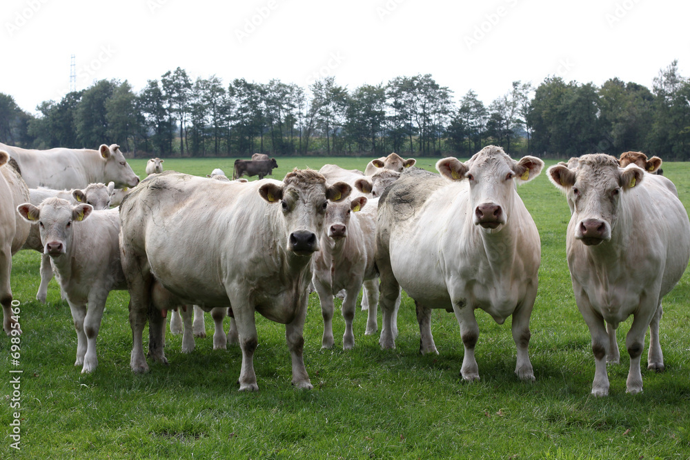 Herd of cows grazing in meadow.