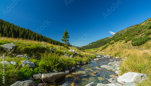 Pastoral summer scenery in the mountains, with fir tree forests