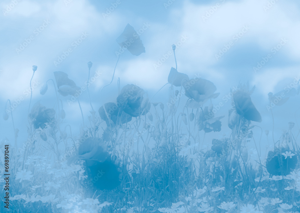 Fototapeta premium Summer wild flowers