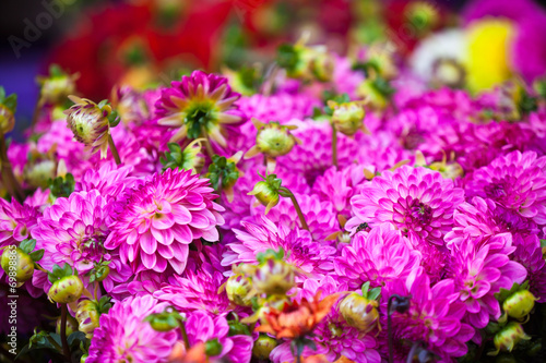 Beautiful pink dahlias flowers