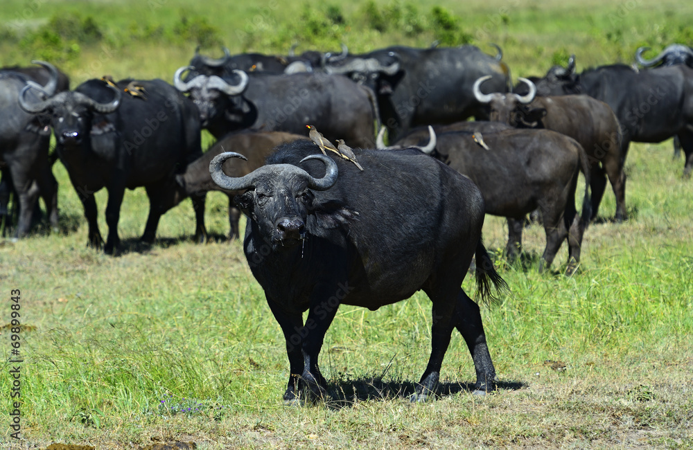 African Buffalo African Buffalo