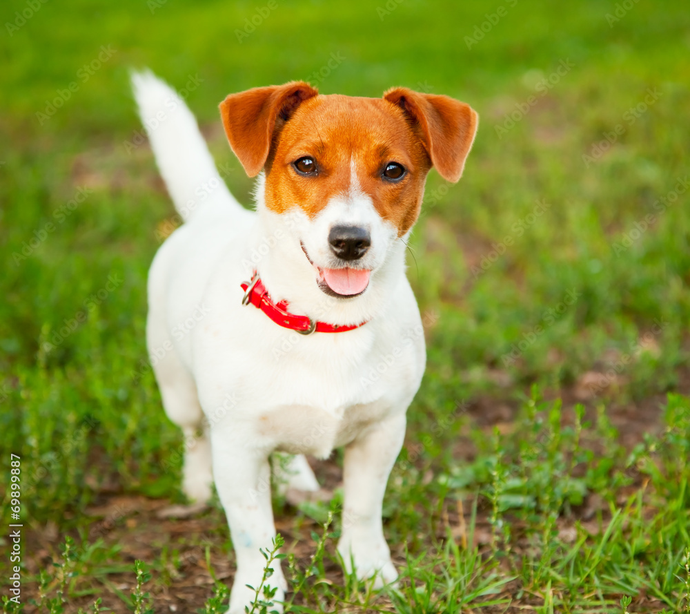 cute puppy Jack Russell on the green grass