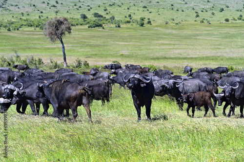 Wallpaper Mural African Buffalo Torontodigital.ca