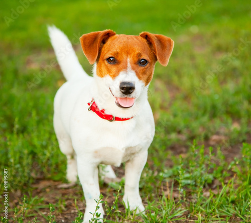 Fototapeta Naklejka Na Ścianę i Meble -  cute puppy Jack Russell on the green grass