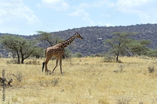 African Giraffes