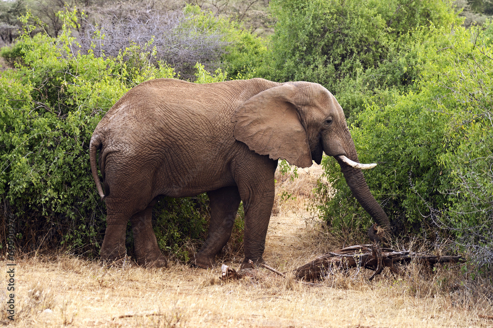 Obraz premium African Zebra