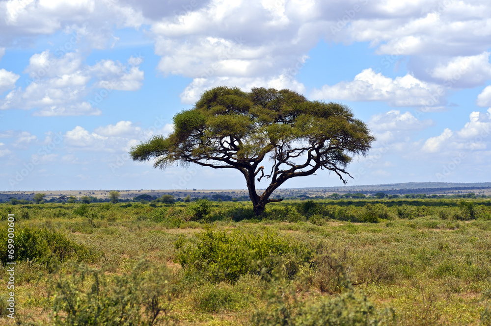 Masai Mara