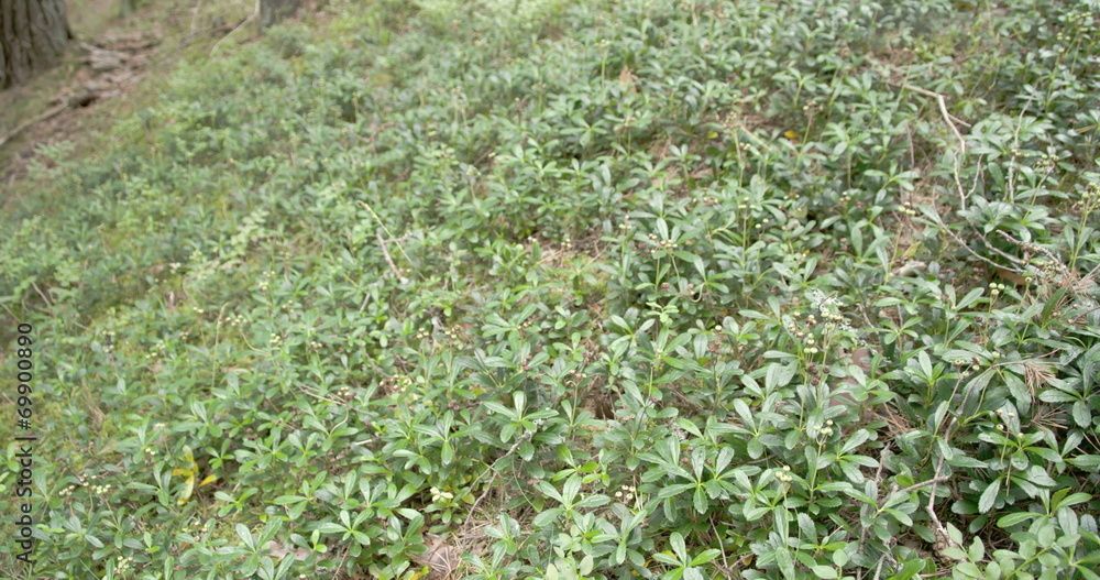 Shrubs of blueberry on the ground in the forest Shrubs of blueberry on the ground in the forest