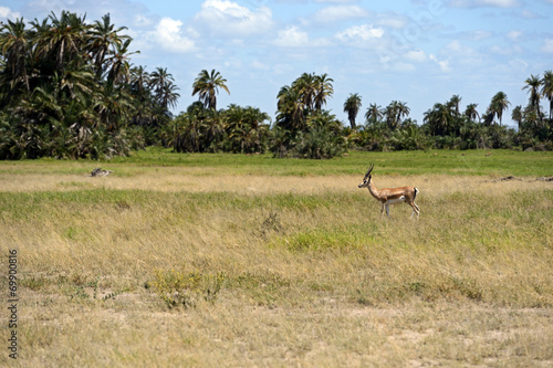 Antelope Grant