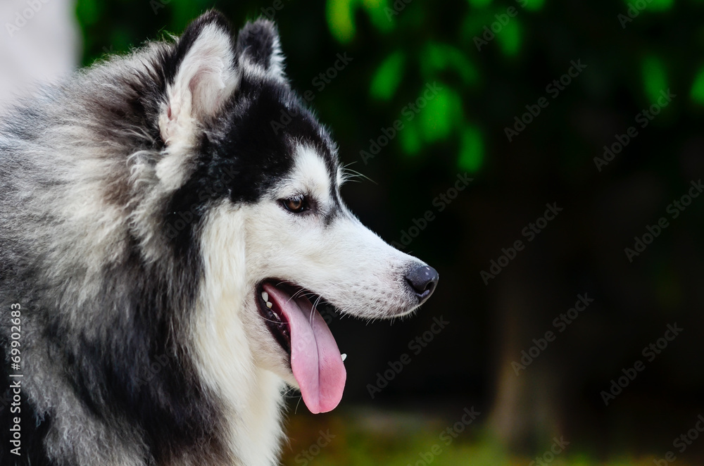 side face portrait of a siberian husky