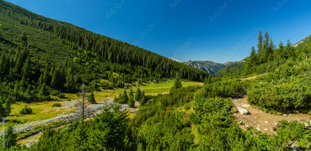 Pastoral summer scenery in the mountains, with fir tree forests