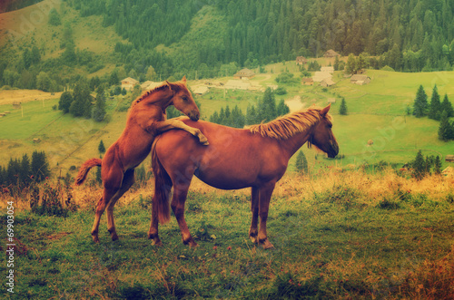 Bay horses playing in the mountains