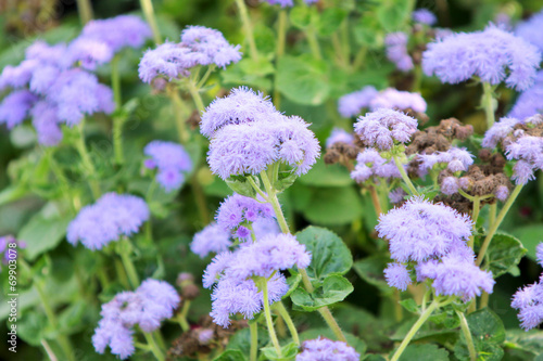 ageratum