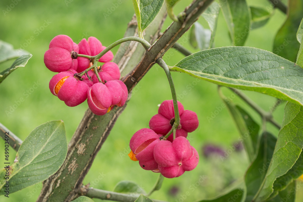 Bright fruit euonymus in September Bright fruit euonymus in September