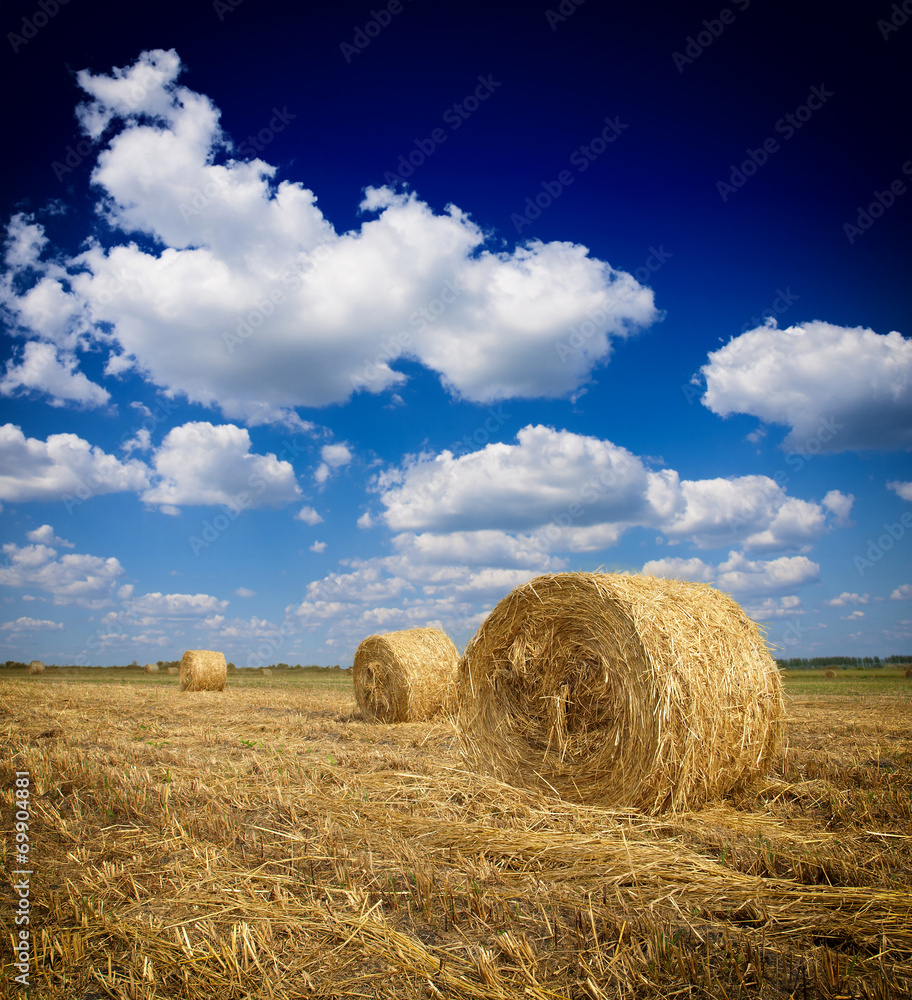 Hay bales on the field after harvest