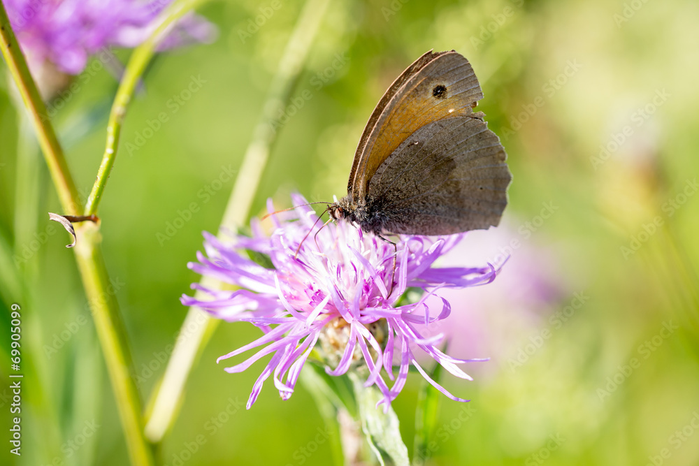 Obraz premium Kleiner Heufalter