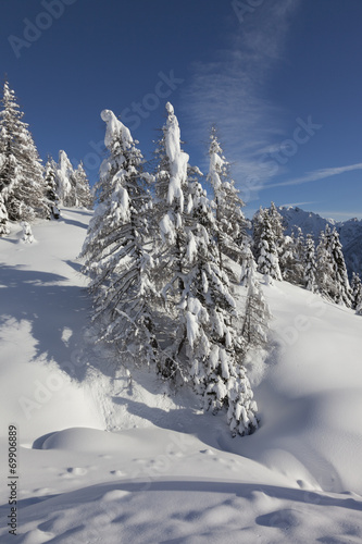 Wild Winter Landscape with spruce tree forest covered by snow © DPM75