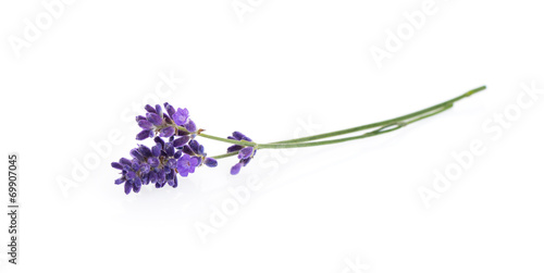 Canvas Print Lavender flowers isolated on white