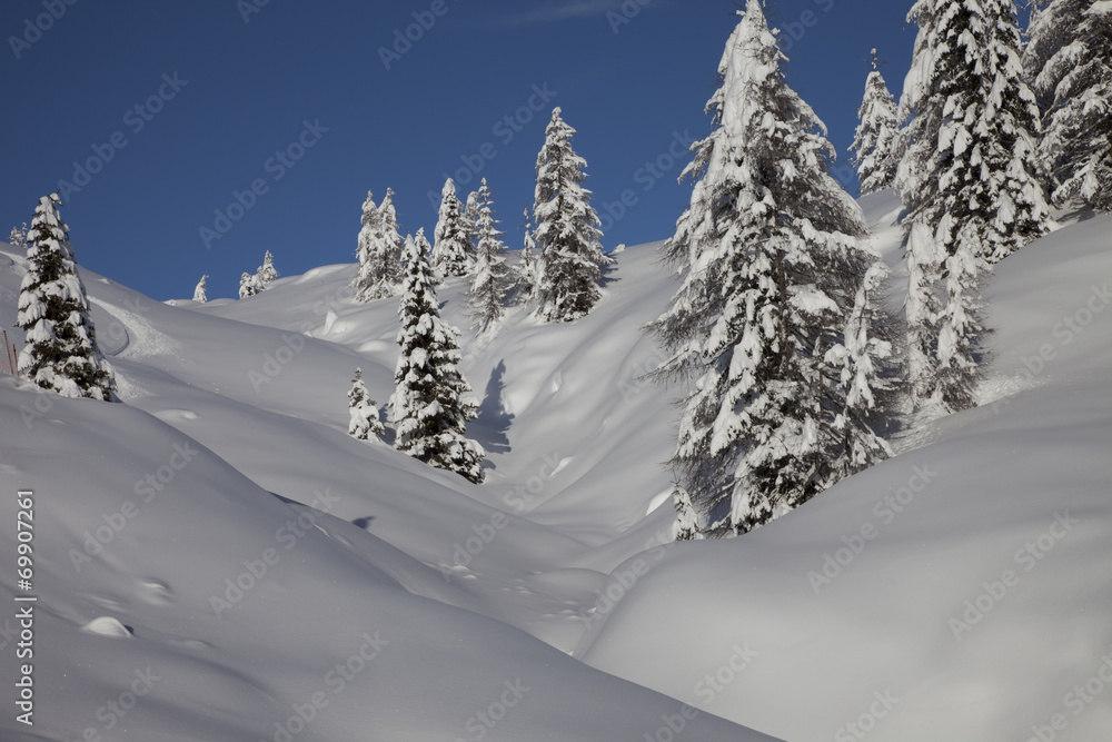 Wild Winter Landscape with spruce tree forest covered by snow