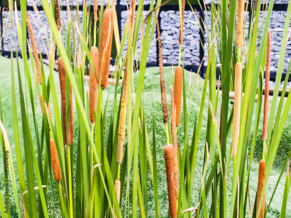 Fototapeta premium Cattails in nature