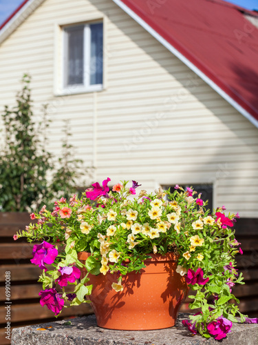 Flowerpot with petunia flowers near a home © chamillew