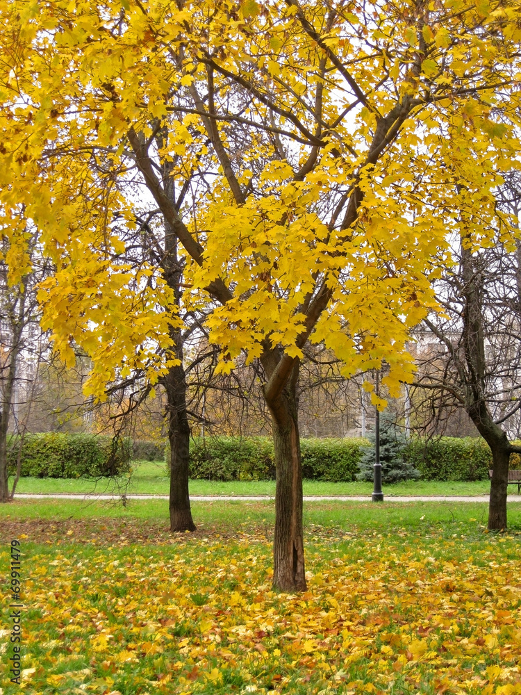 Naklejka premium Autumn. Yellow maple in autumn park