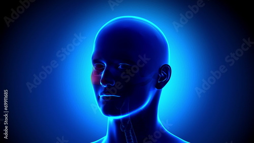 Sinus - Nose - Pain concept