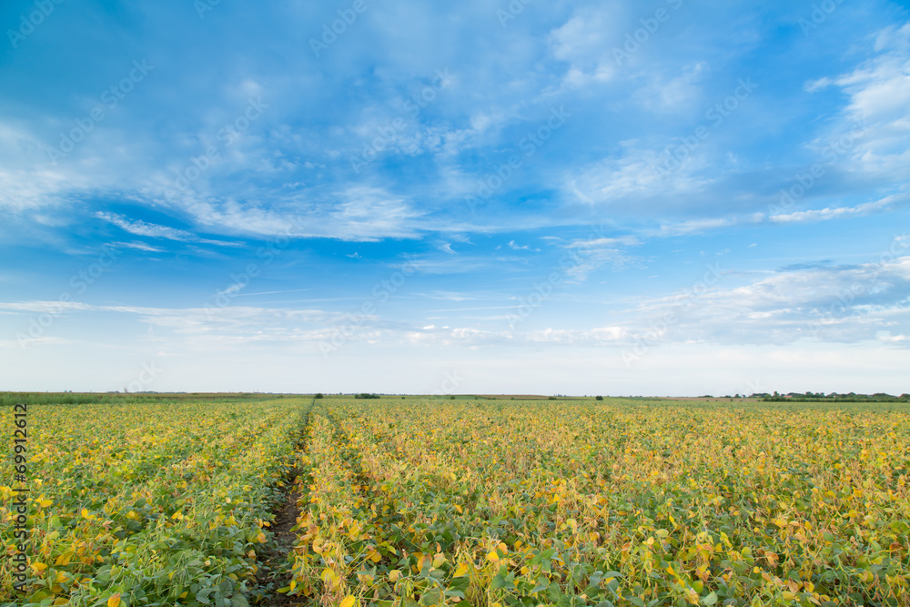 Soybean field ripening at spring season, agricultural landscape