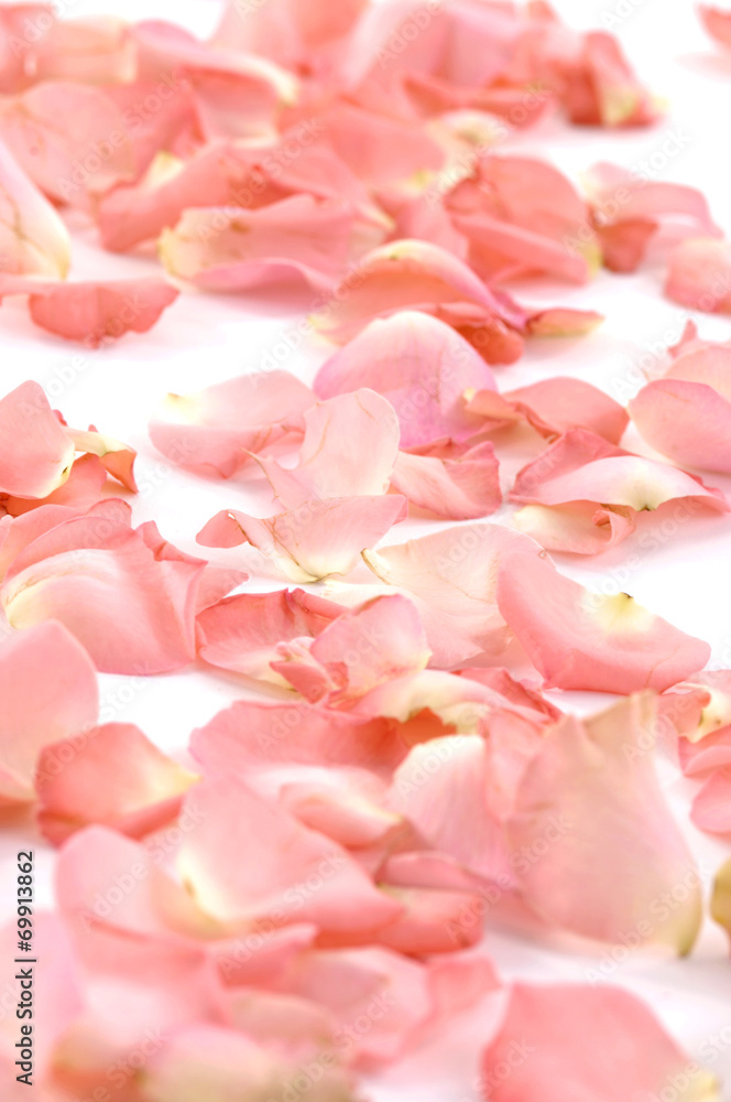 roses petals on white