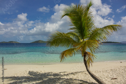 Fototapeta Naklejka Na Ścianę i Meble -  Single Palm Tree in Caribbean