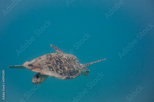 Hawksbill Sea Turtle Swimming Down