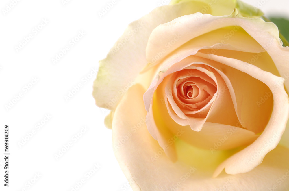 center of rose- orange center of rose- orange