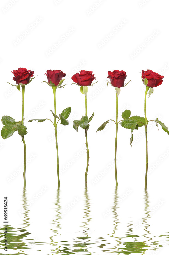 Reflection for long stem red roses