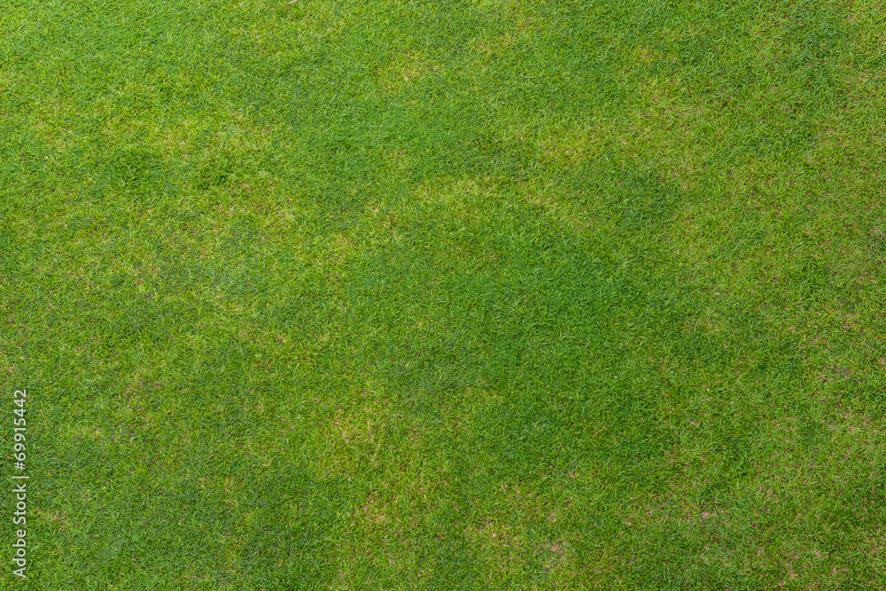 Fototapeta premium Green grass background texture