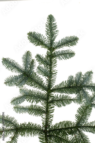 Fir branch isolated over white background
