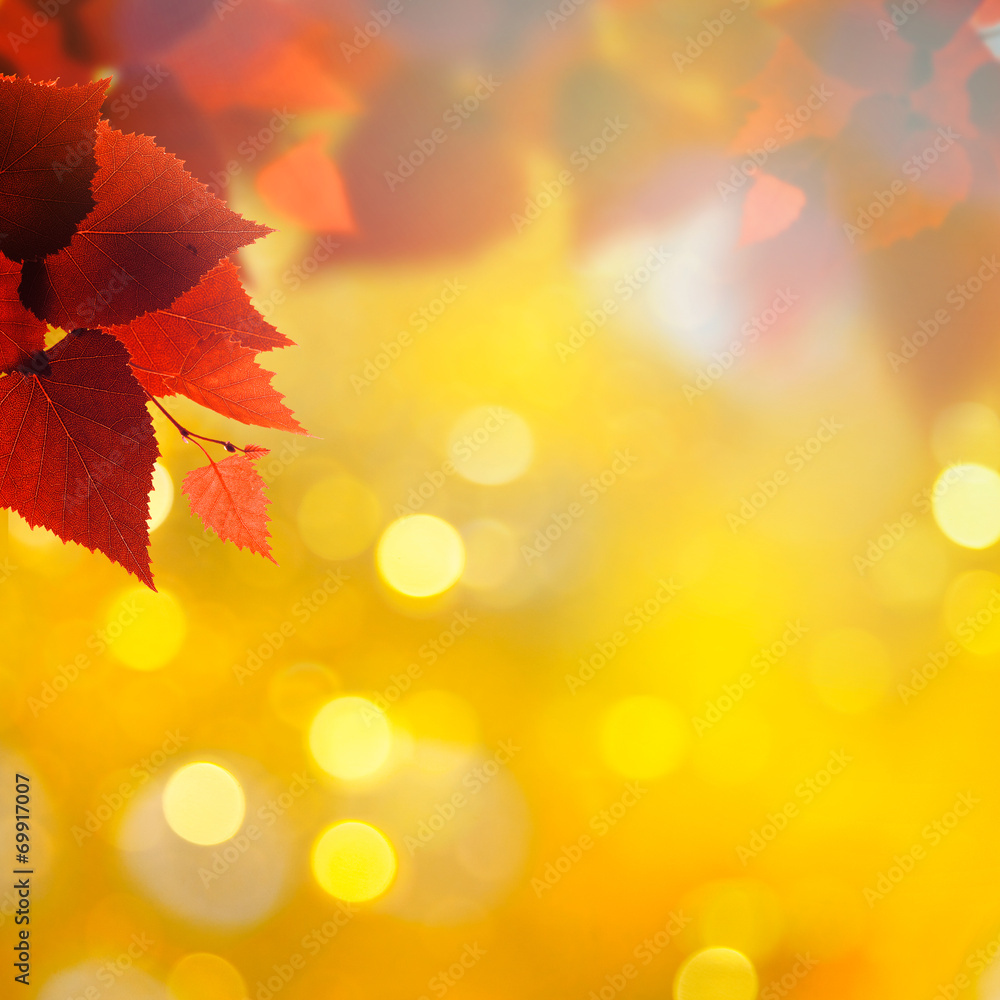 Abstract autumnal backgrounds with birch foliage
