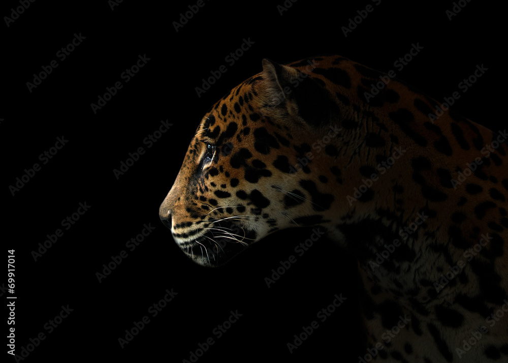 Fototapeta premium jaguar ( Panthera onca ) in the dark