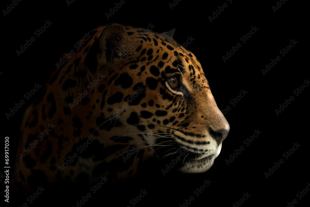 Naklejka premium jaguar (Panthera onca) w ciemności