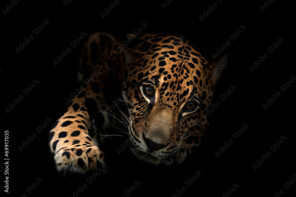 Fototapeta premium jaguar (Panthera onca) w ciemności