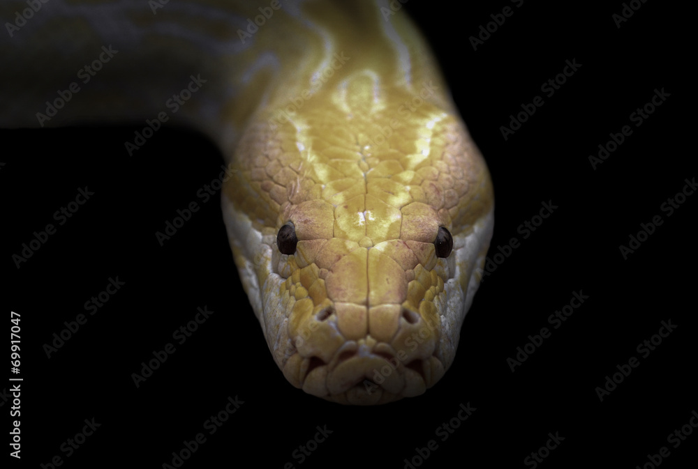 Fototapeta premium albino phyton head in the dark