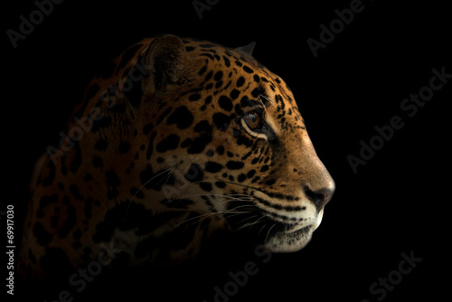 jaguar ( Panthera onca ) in the dark