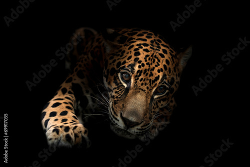 jaguar ( Panthera onca )in the dark