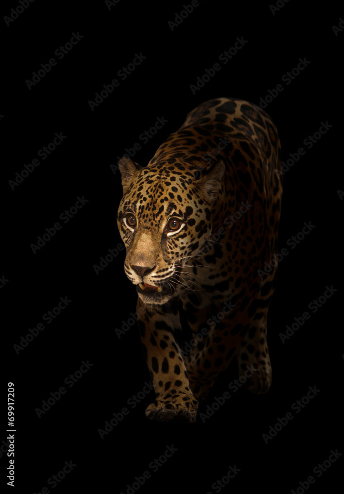 Obraz premium jaguar ( panthera onca ) in the dark