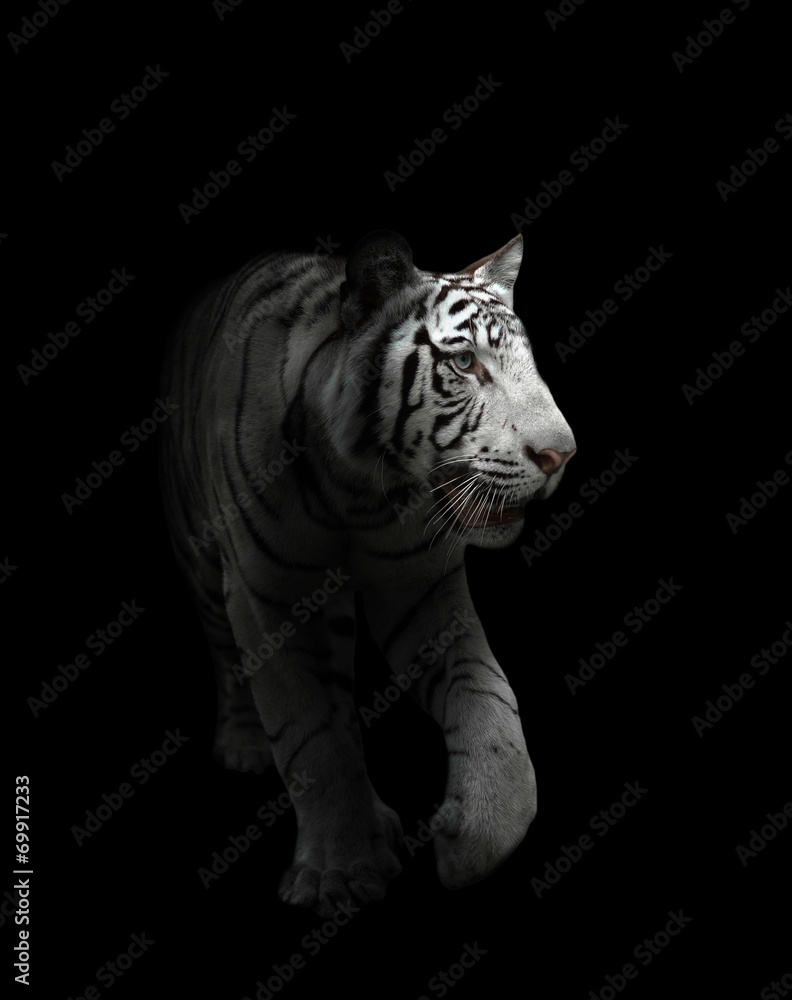 Naklejka premium white bengal tiger isolated
