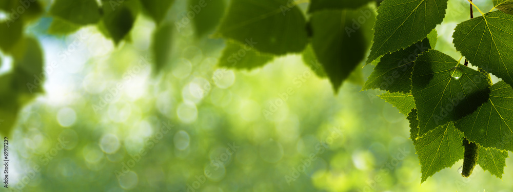 Early morning in the forest backgrounds with dew against the bir Early morning in the forest backgrounds with dew against the bir