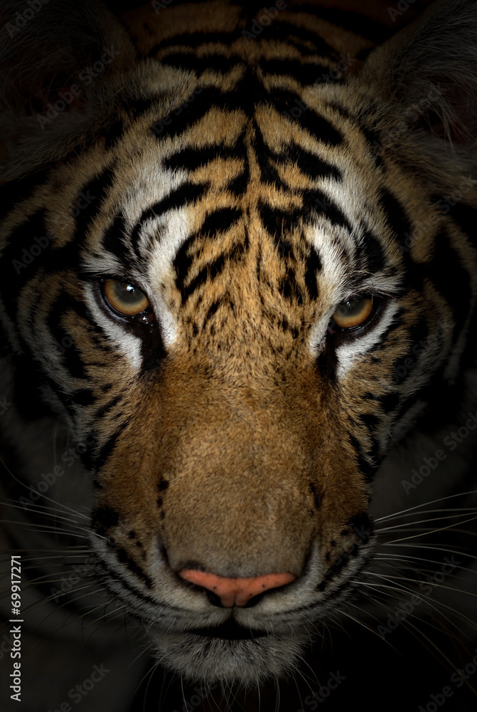 Obraz premium twarz tygrysa