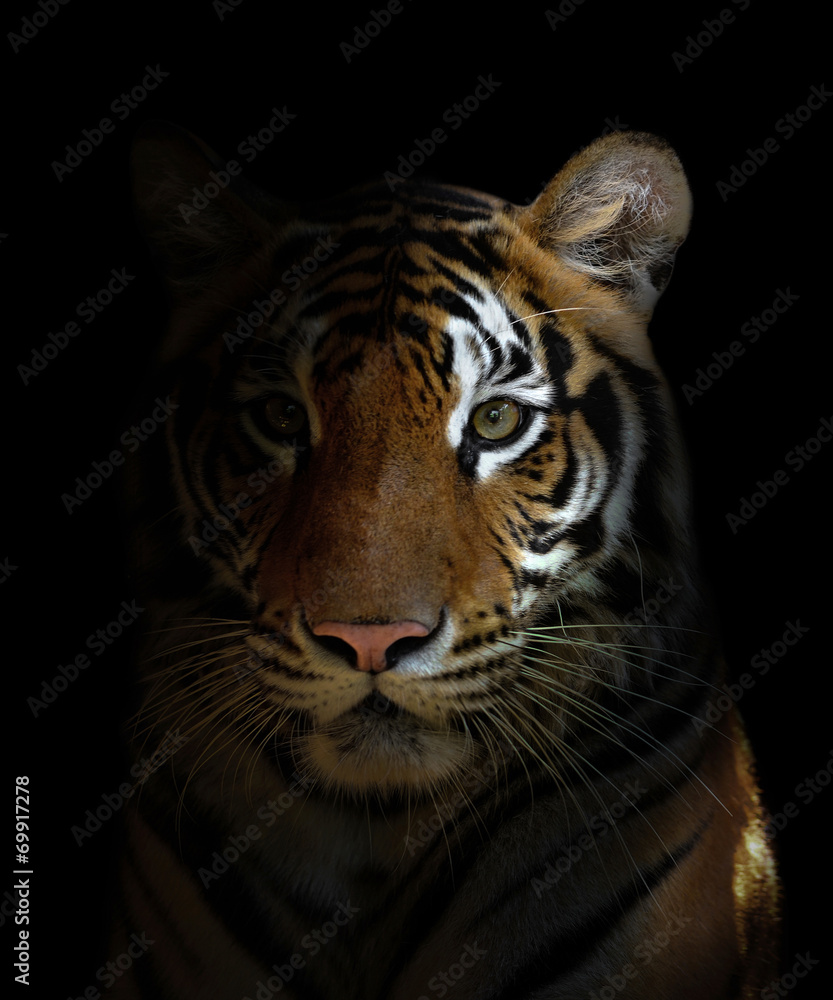 Naklejka premium głowa tygrysa bengalskiego
