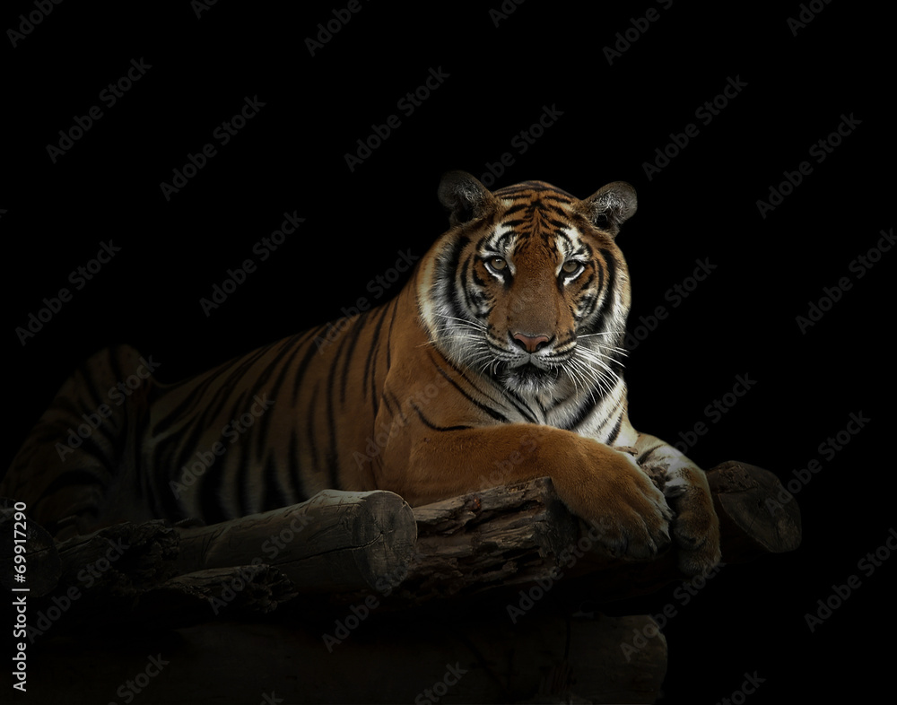 Naklejka premium Tygrys bengalski
